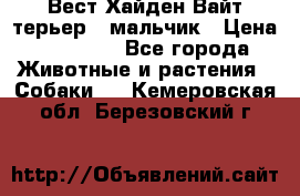 Вест Хайден Вайт терьер - мальчик › Цена ­ 35 000 - Все города Животные и растения » Собаки   . Кемеровская обл.,Березовский г.